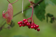 野草園で花散歩‐カンボク