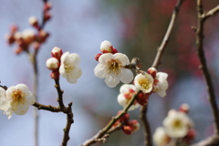 花散歩-霞城の白梅