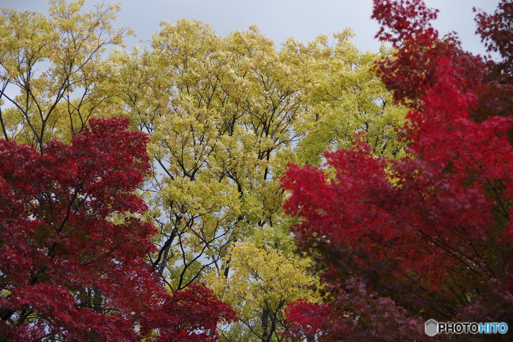 池を巡りて-もみじ公園2