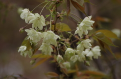 黄緑の桜