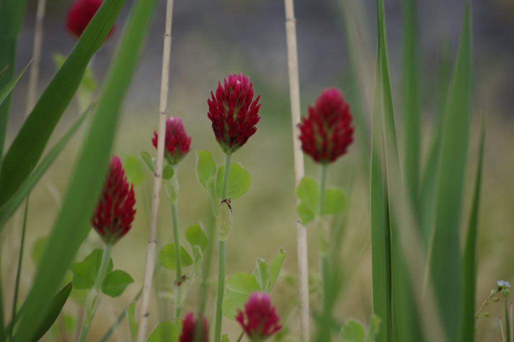 5/10 ストロベリーキャンドル