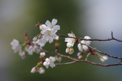 山形の桜尽くし-7