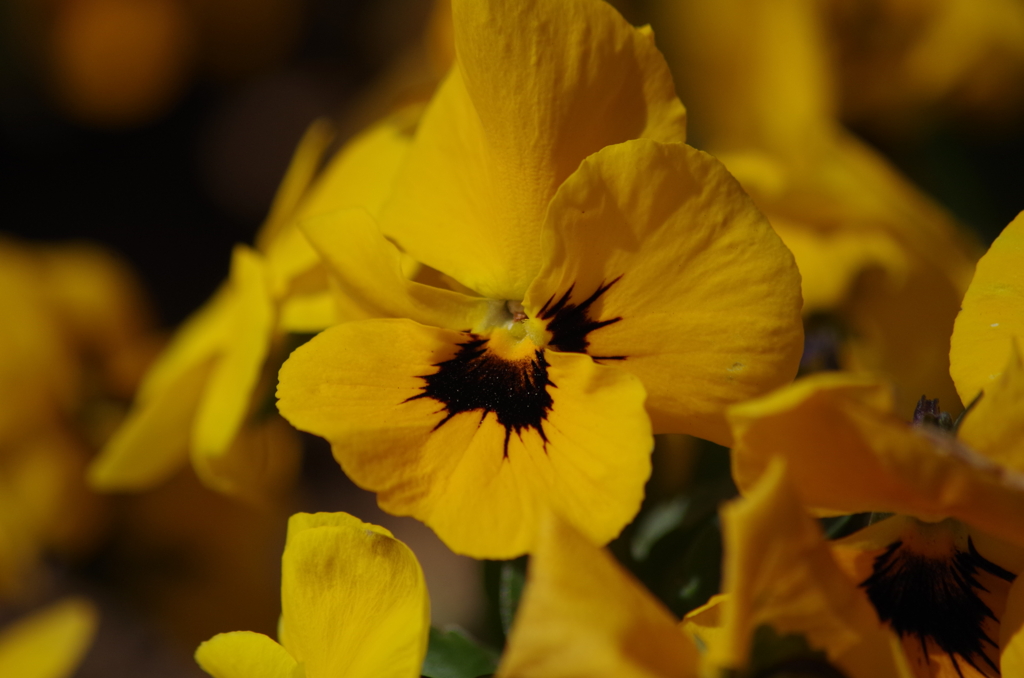 春を待つ心‐パンジー黄