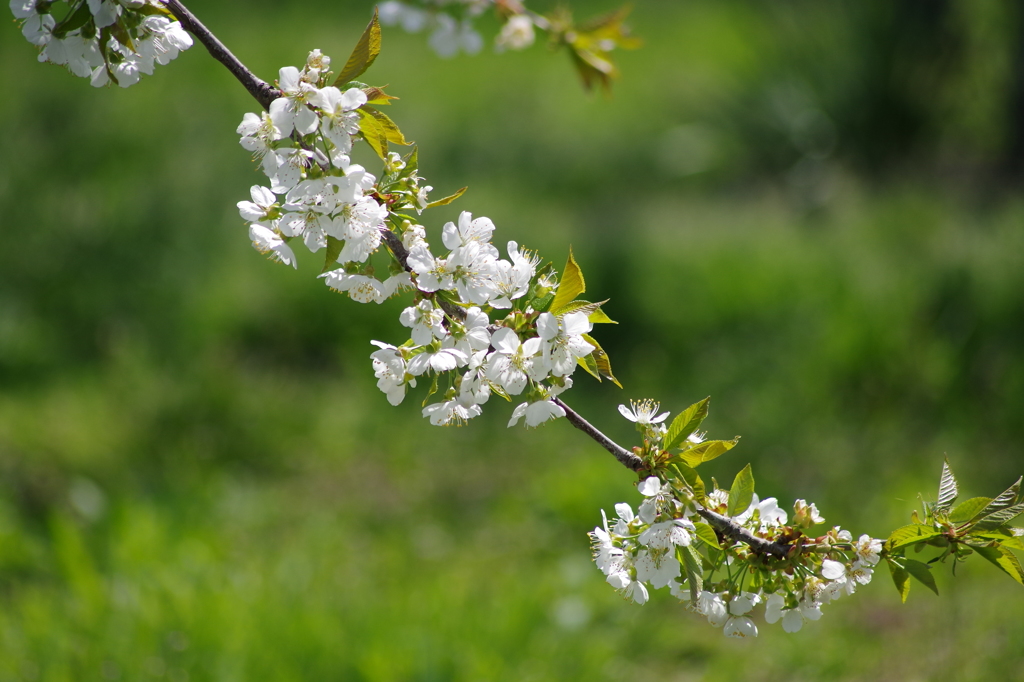 さくらんぼの花-4