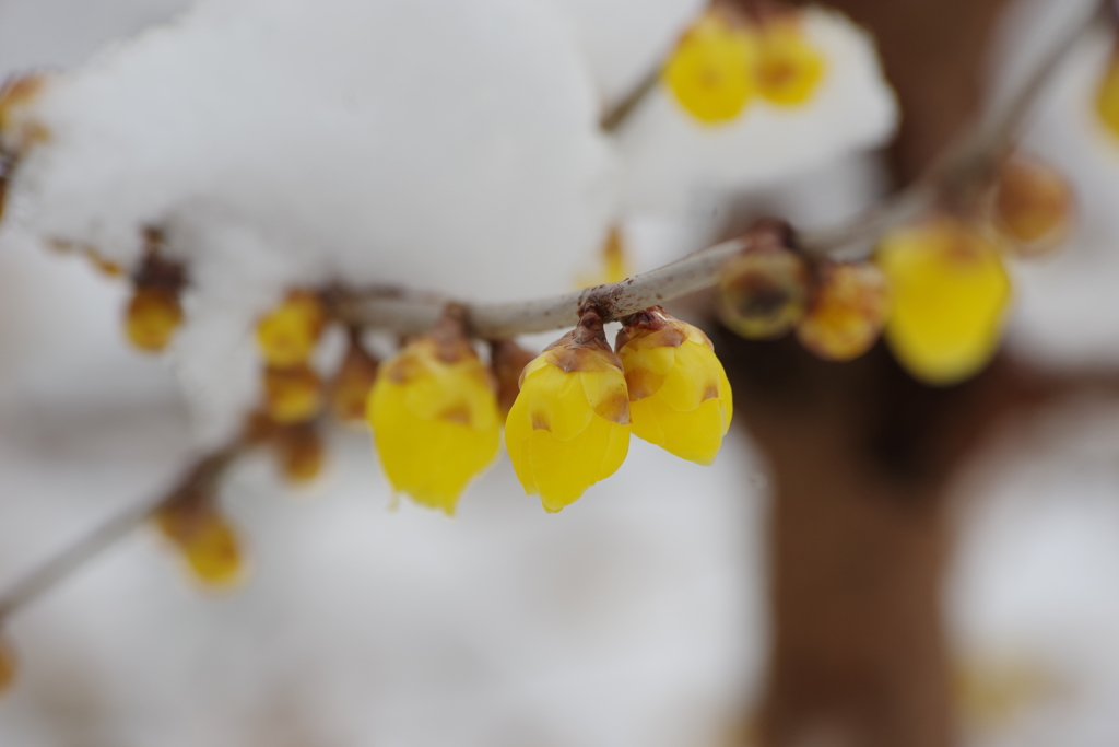 雪中蝋梅-2