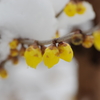 雪中蝋梅-2