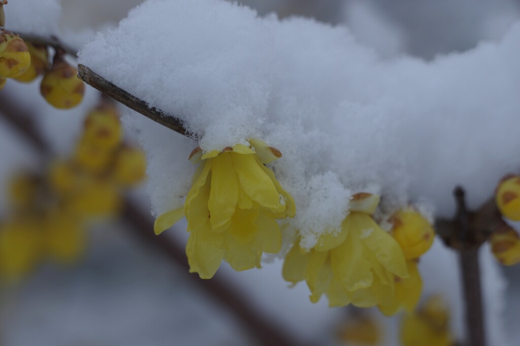 雪にも寒さにもめげず咲く-1