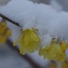 雪にも寒さにもめげず咲く-1
