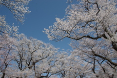 烏帽子山千本桜-2