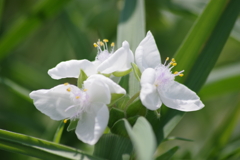 花散歩-紫露草の白花