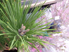 若松と啓翁桜