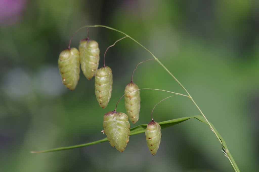 花散歩-小判草