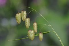 花散歩-小判草