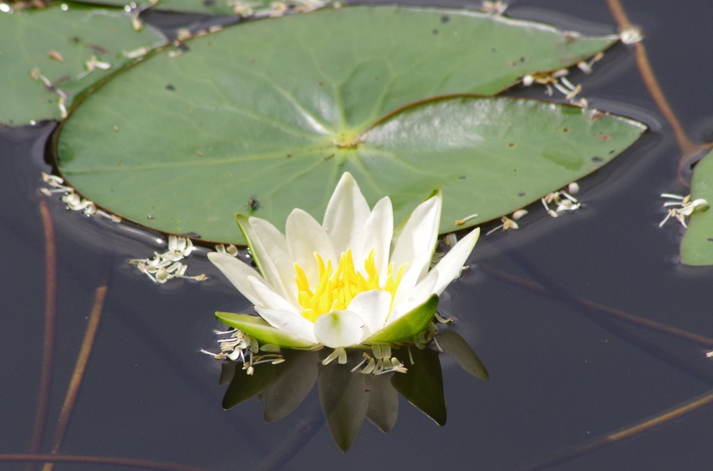 白い花を浮かべて-2