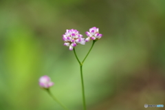 溝蕎麦の仲間たち-4