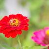 花散歩‐百日草