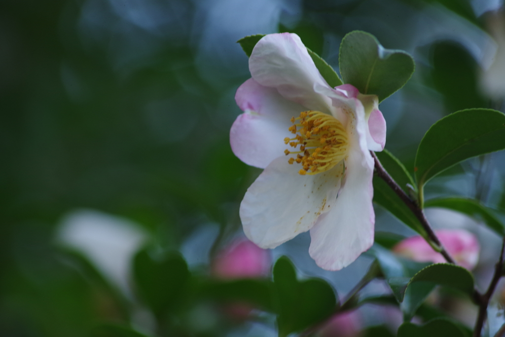 寒風に咲く-山茶花7