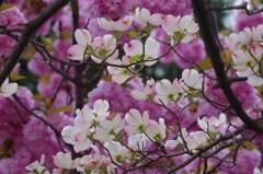 花水木と八重桜