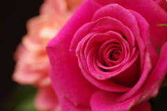 春を待つ心‐薔薇