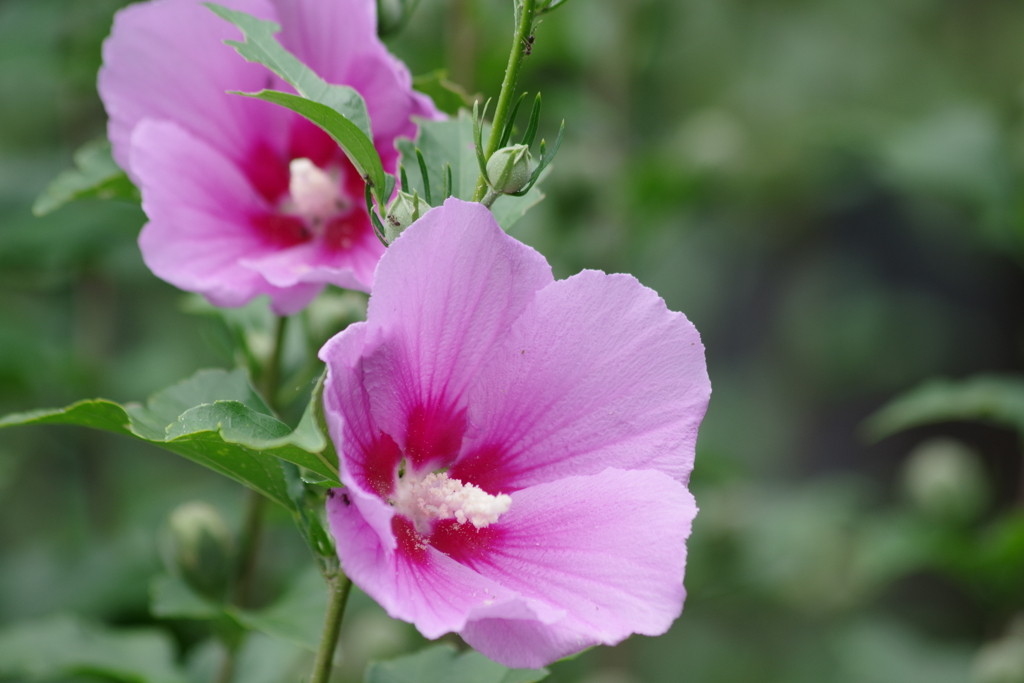 花散歩‐木槿4