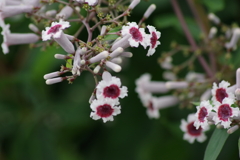 花散歩‐サオトメバナ