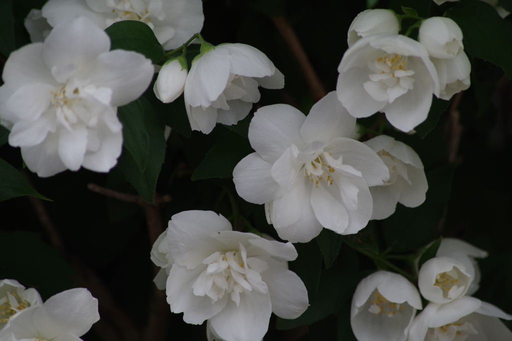 花散歩‐西洋梅花空木