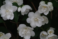 花散歩‐西洋梅花空木