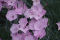 六月の花散歩‐撫子