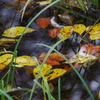 野草園の秋景色-色の葉の水たまり