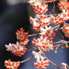 花散歩‐ミツマタの赤花