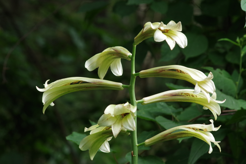 夏の忘れ物ー大姥百合