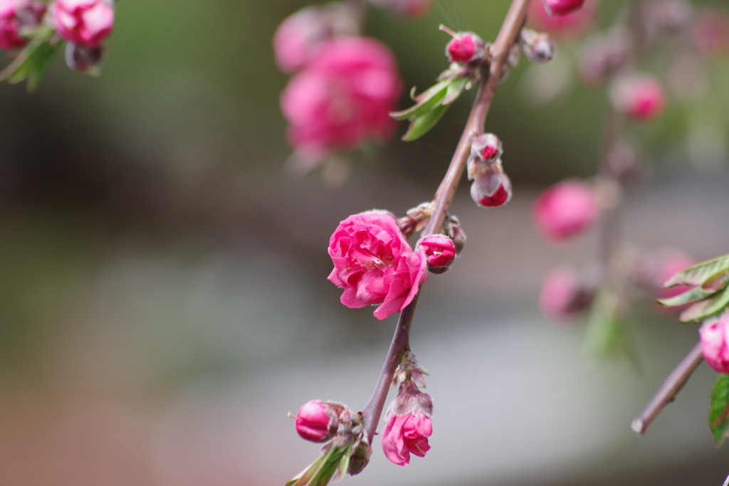 春真っ盛りの花散歩‐枝垂れ花桃1