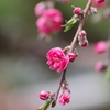 春真っ盛りの花散歩‐枝垂れ花桃1