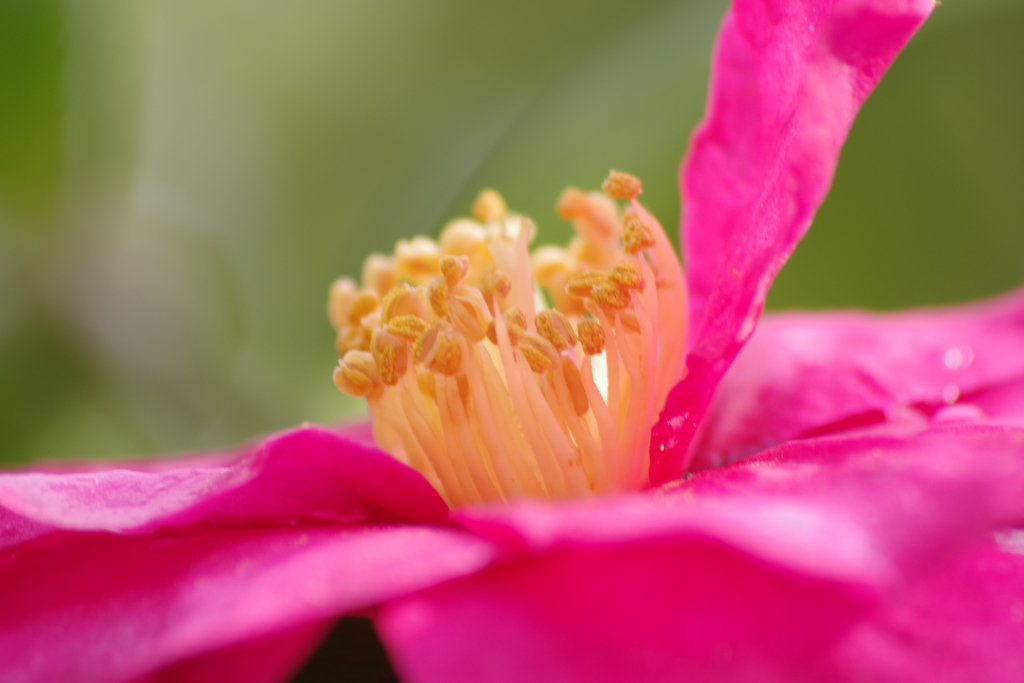 花散歩‐山茶花2