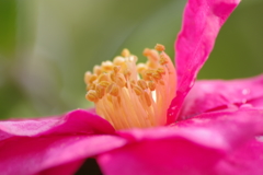 花散歩‐山茶花2