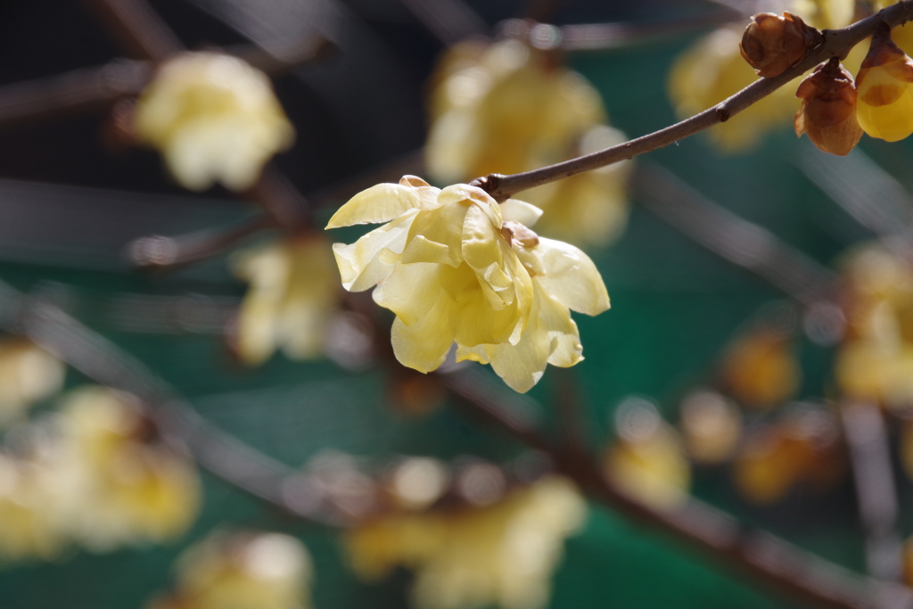 俄然春めいて蝋梅香る-3