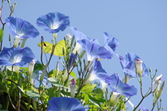花散歩‐青空にソライロアサガオ