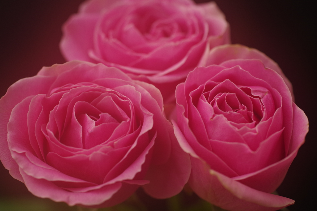 三本の薔薇-3