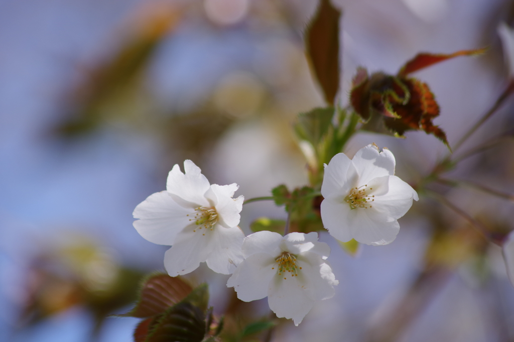 花散歩-赤い葉の山桜