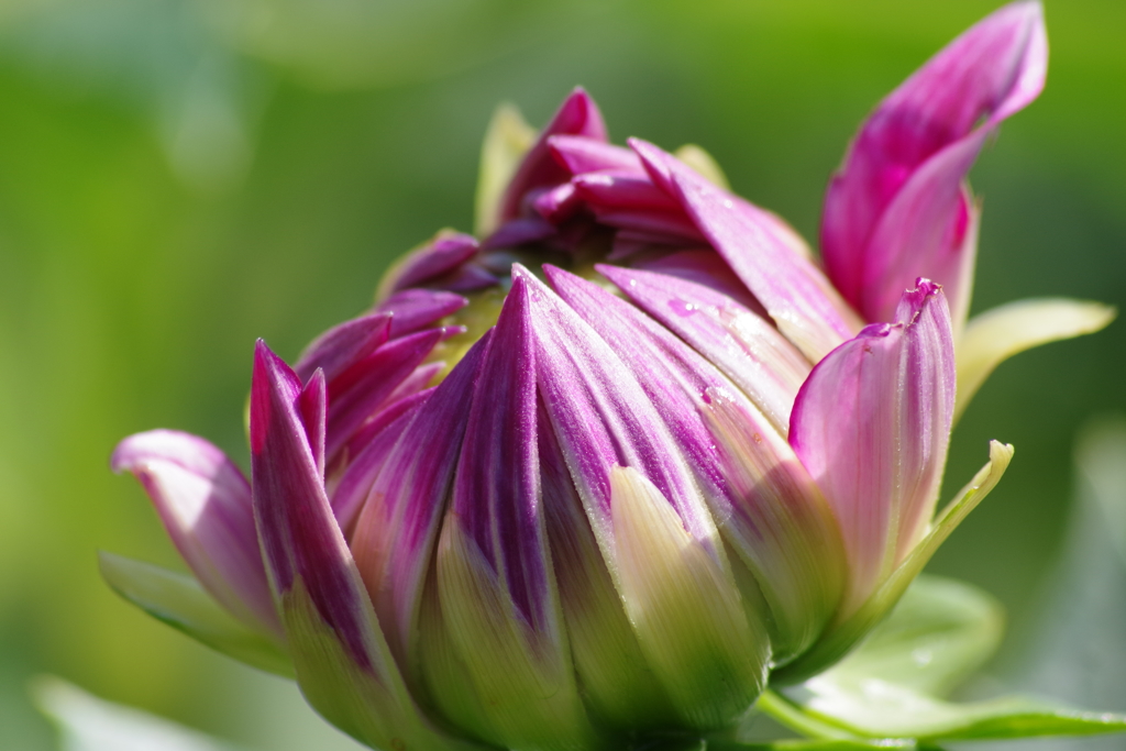 秋田のダリア‐プレシャス-1