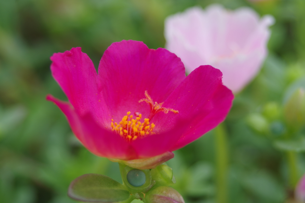 ポーチュラカ-3