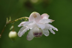 朝の雨に濡れた蓮華升麻
