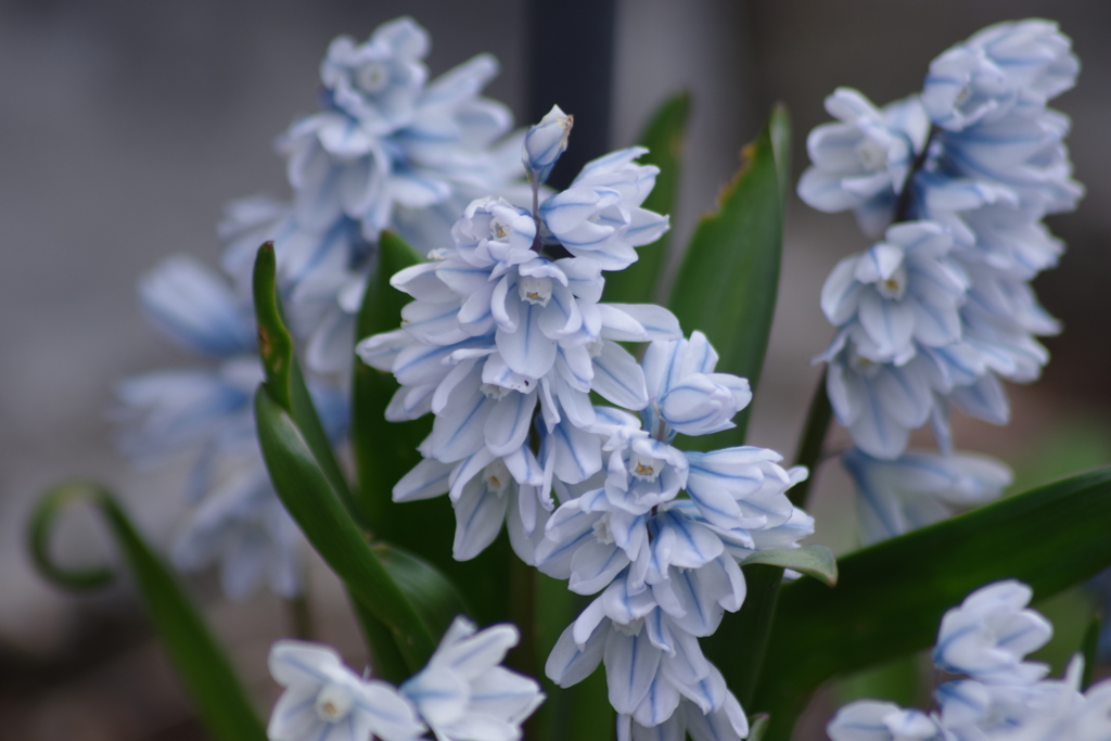 春を待つ心-チオノドクサ・フォーベシー