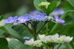 六月の花散歩‐紫陽花2