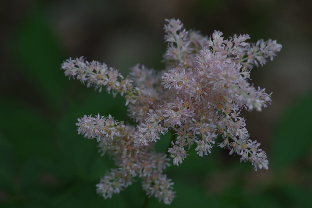 7/9 アワモリショウマ