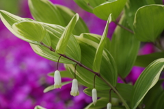 花散歩‐ナルコユリ