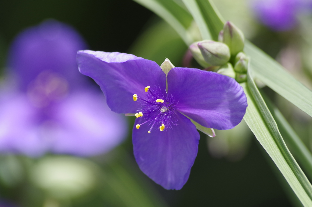 花散歩‐紫露草