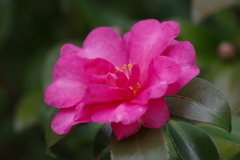 雪前の花散歩₋山茶花