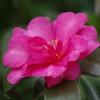 雪前の花散歩₋山茶花