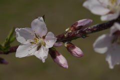 桃の花-5